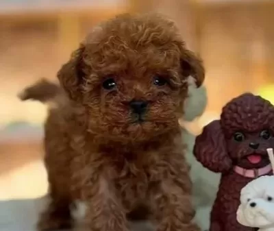 Toy Poodle Sevi Mli Yavrular