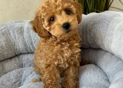 Kivir Kivir Hari Ka Toy Poodle Yavrular