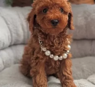 Sevi Mli Toy Poodle Yavrularimiz
