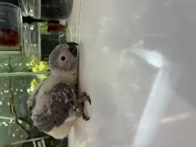 El Besleme Bebek Jako Papağani Belgeli