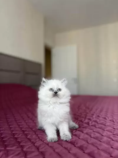 British Longhair Blue Point Yavrularim