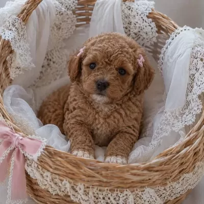 Üst Kalite Oyuncak Tip Maltipoo Bebeklerim