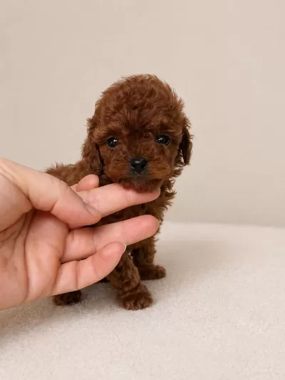 Orijinal Toy Poodle Yavrulari