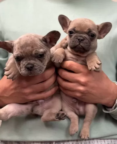 Mavi Gözlü French Bulldog Bebekler