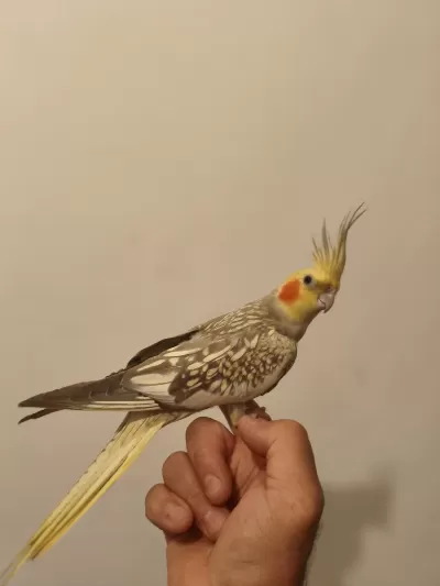 Ele Alışkın Sultan Papağanı