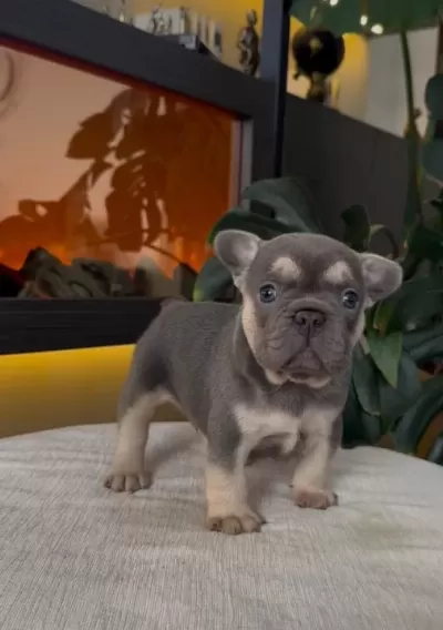 Rezerveye Açik Egzoti̇k French Bulldog Safkan Yavrularim Özel