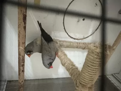 Harika Hazir Çift Kuşumuz