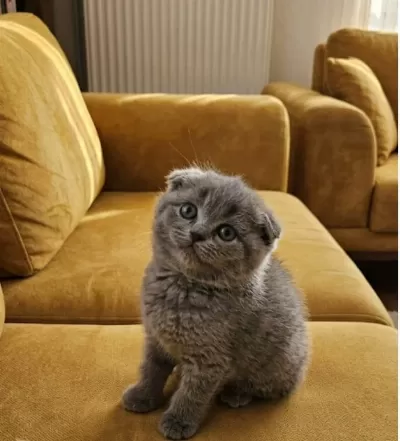 Scottish Fold Minnoşum