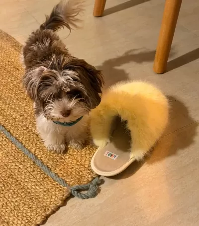 1 2 Kilo Teacup 1 Yaş