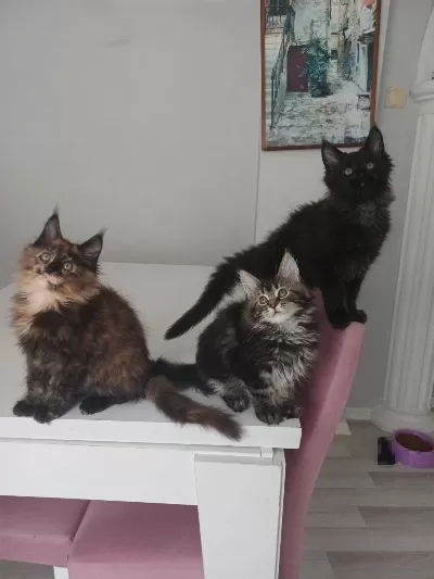 Xxl Boy Maine Coon Yavrular