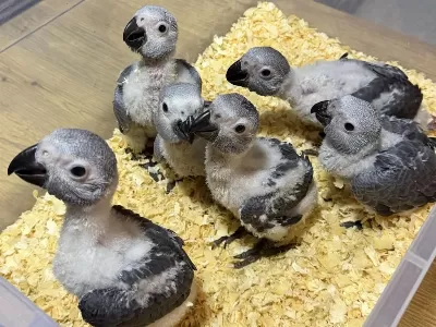 Bebek Yasal Belgeli Jako Papağani Yavrularimiz