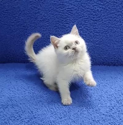 British Blue Point Yavrumuz Teslime Hazırdır