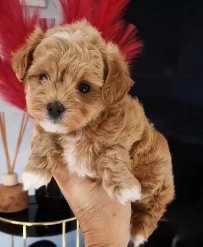 Sevimli Maltipoo Yavrularimiz