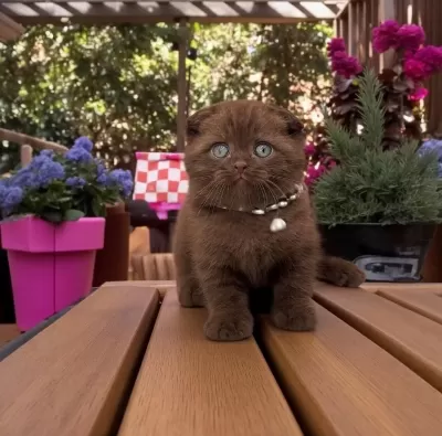 Pamuk Scottish Fold Prensesim Yuva Arıyor