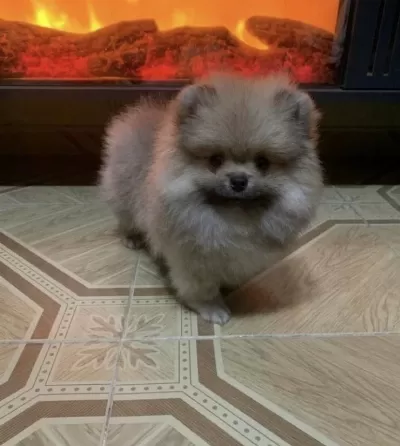 Bebek Yüzlü Pomeranian Köpeği