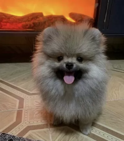 Bebek Yüzlü Pomeranian
