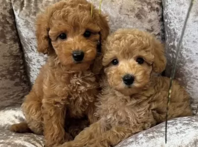 Apri Cot Toy Poodle Yavrular
