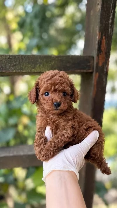 Harika Kore Kan Toypoodle