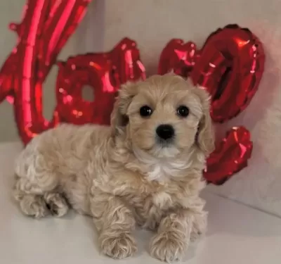 Sevi Mli Malti Poo Yavrularimiz