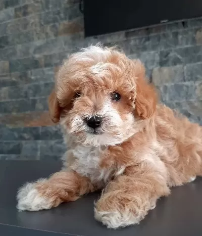 Ruhsatlı Çiftlikten Maltipoo Yavruları