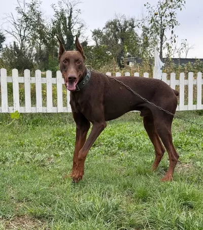 6 Aylik Erkek Kizil Esteti̇kli̇ Doberman