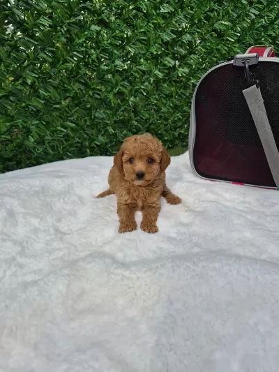 Sevimli Maltipoo Yavrularimiz