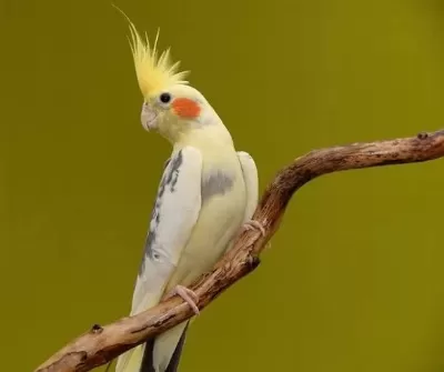 Özel Renk Sultan Papağanı