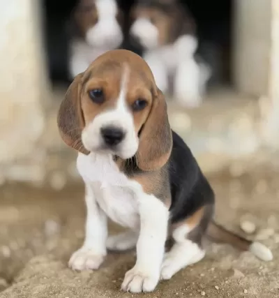 Safkan Irk Garantili Beagle Yavrular