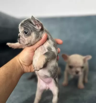 Show Kali̇te French Bulldog Bebekler