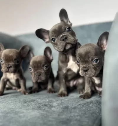 Üst Kali Te Blue French Bulldog Bebekler