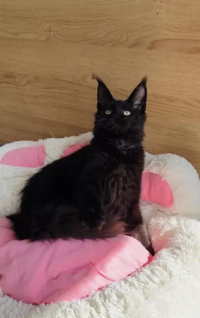 Değerini Bilene Özel Xxl Maine Coon Bebeğim