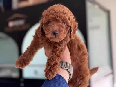 Petmode Köpek Çiftliğinde Ziyarete Toy Poodle