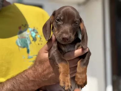 Petmode Köpek Çiftliğinde Ziyarete Açık Dachshund