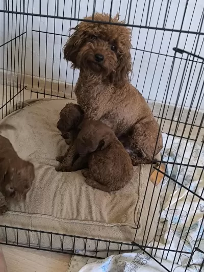 Harika Toy Poodle Bebekler