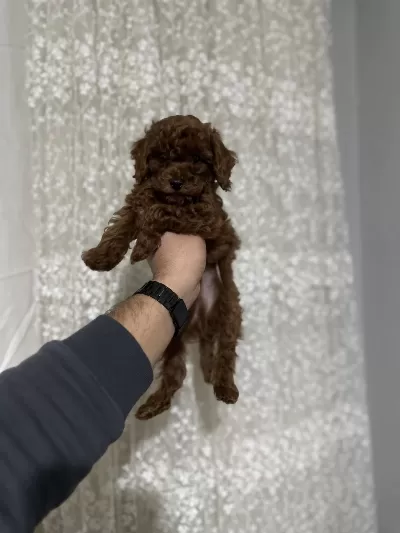 Sağlık Ve İrk Garantili Toy Poodle Yavrularımız