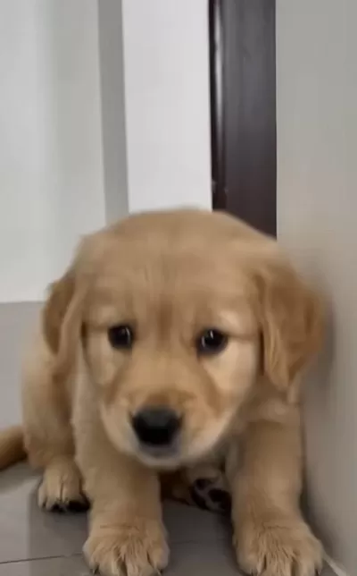 A-class Golden Retriever Yavrular Kapıda Ödeme