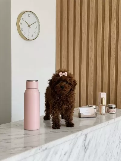 Teacup Kore Hatlı Dişi Poodle Pasaportlu Ve Çipli
