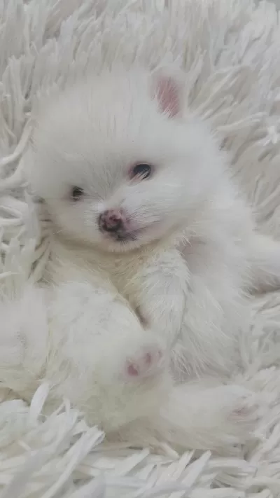 10 Güne Hazır Kar Beyaz Yavru Köpekler