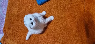 Yeni Yuvasına Hazır Yavru Kedimiz