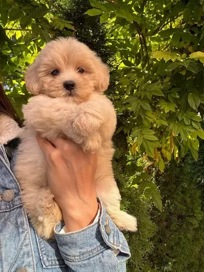 Maltipoo Yavrularımız