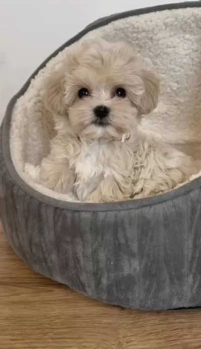 Sağlıklı Maltipoo Aşılı