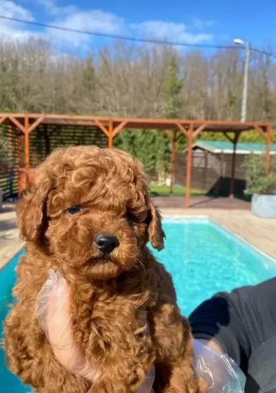 Eği Ti Mli Poodle Yavrulari I Stanbul