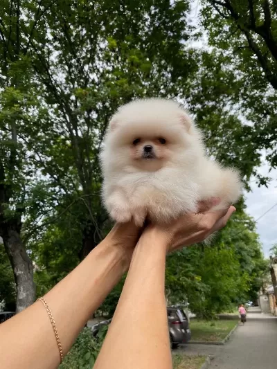 Pomeranian Boo Teddy