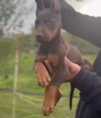 Siyah Kızıl King Doberman Bebekler