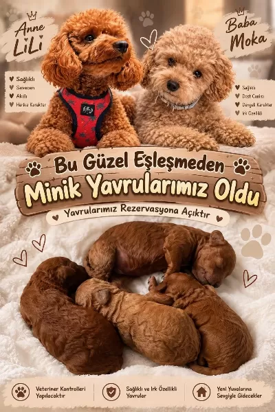 15 Günlük Orjinal Toy Poodle Yavrular