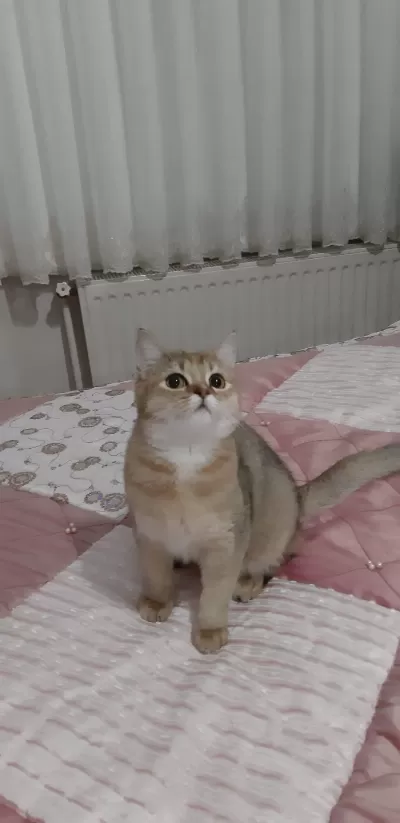 Golden British Shorthair Tatlılık