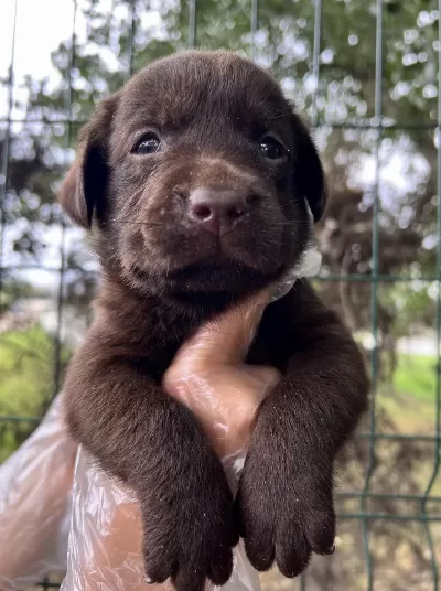 Harika Güzellikte Labrador Yavrular
