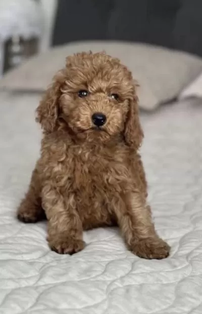 Toy Poodle Köpeğimiz