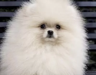Pomerianan Boo Yavrumuz