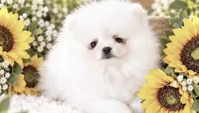 Pomeranian Boo Köpeği